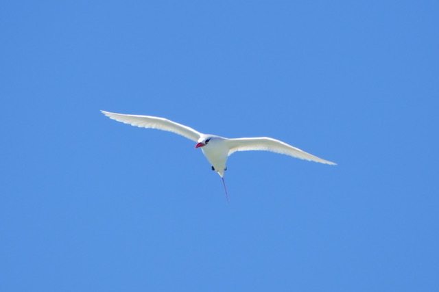 There’s a tropicbird under my bed!