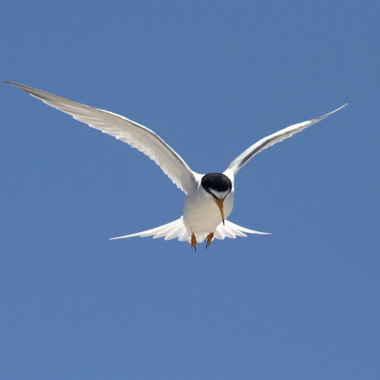 A thriving “Tern Town” in Hayward