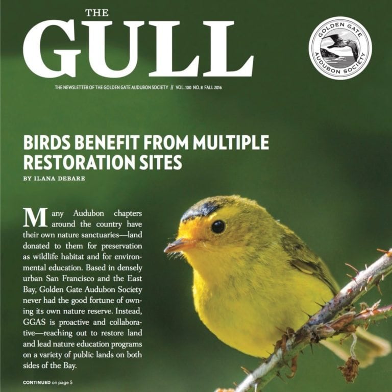 Fall 2016 Gull is available