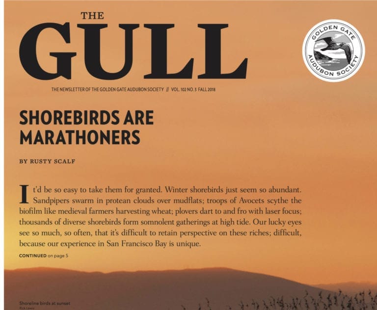 Fall 2018 Gull is available