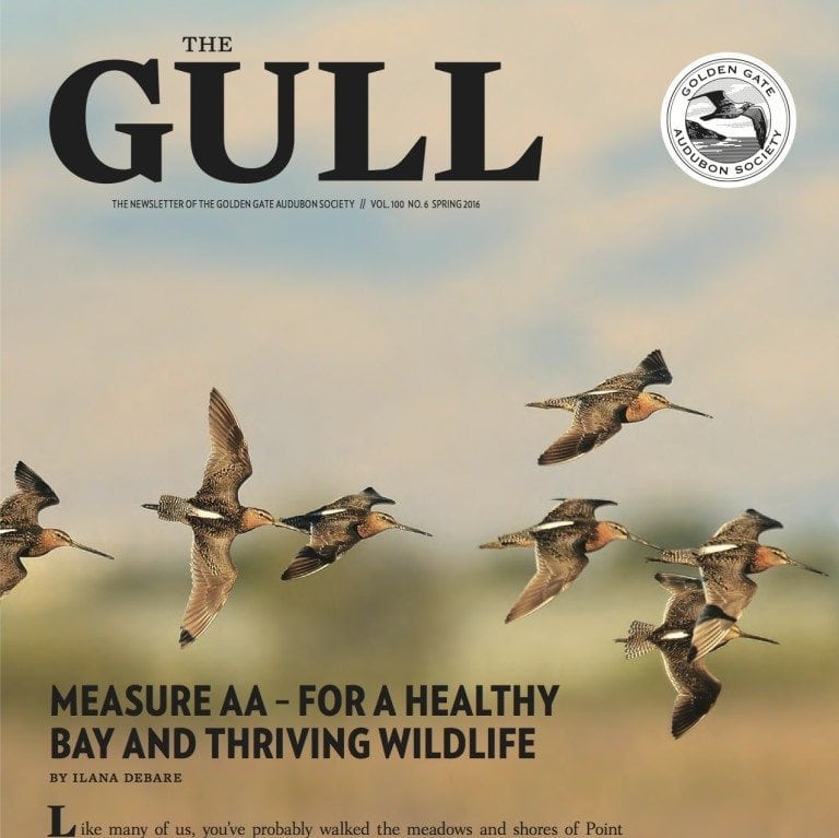 Spring 2016 Gull is available