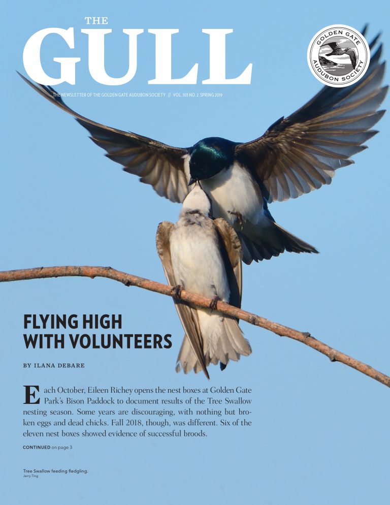 Spring 2019 Gull is available
