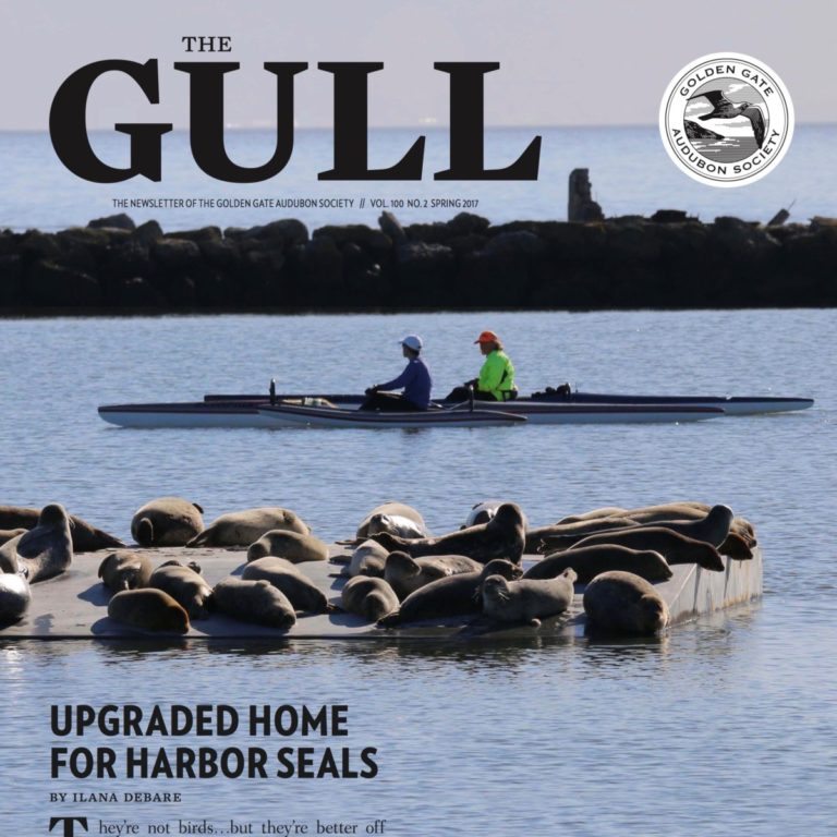 Spring 2017 Gull is available