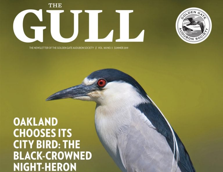 Summer 2019 Gull is available