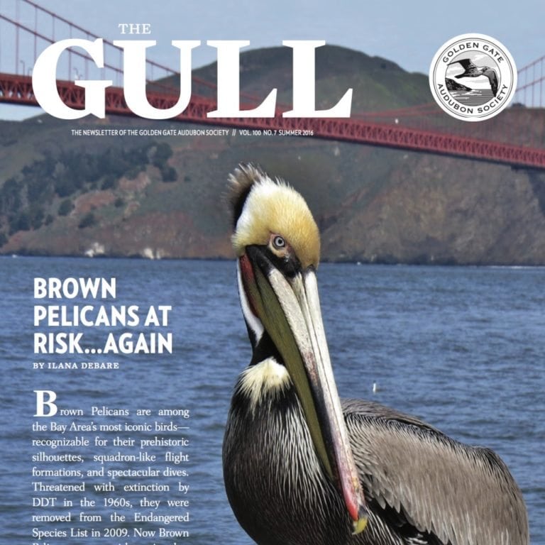 Summer 2016 Gull is available