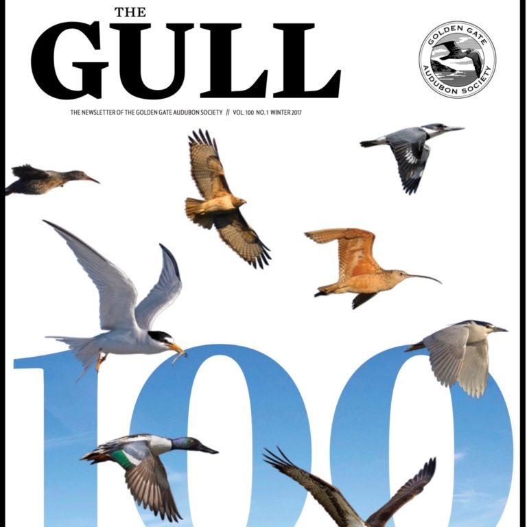 Winter 2017 Gull is available
