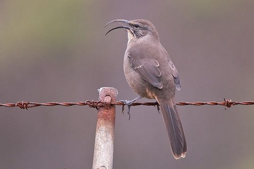 The avian richness of Sonoma County