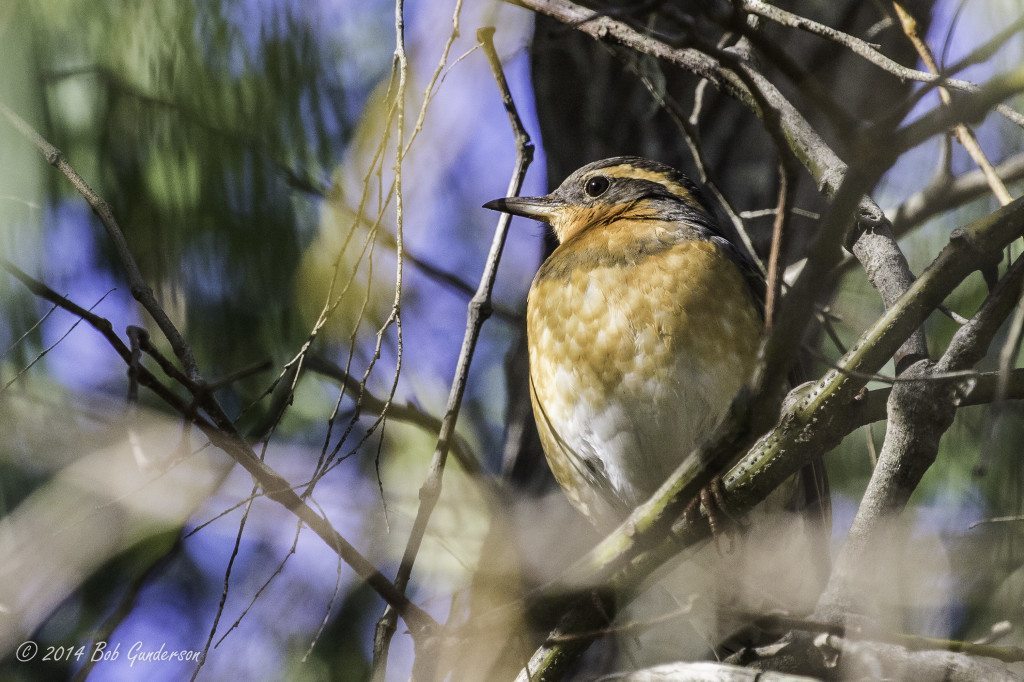 One of the many Varied Thrushes sighted / Photo by Bob Gunderson