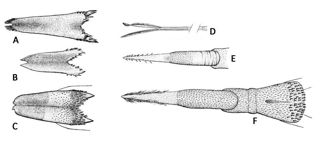Figure 1: (A) Northern Mockingbird, (B) Say’s Phoebe, (C) American Kestrel, (D) Anna’s Hummingbird (partial), (E) Nuttall’s Woodpecker, (F) Acorn Woodpecker / drawings by L.L. Gardner, 1925