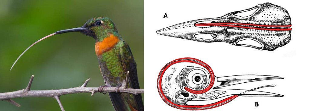 Figure 3: Hummingbird with tongue extended and furled together. Photo by Bob Lewis, www.wingbeats.org.  Figure 4: Pictures of the tongue and the supporting apparatus (red). A: shows how the horns go around the skull and terminate in the right nostril, e.g., Northern Flicker.  B: shows how the horns can go around the eye, e.g., picus. Modification of a picture from http://etc.usf.edu/clipart/
