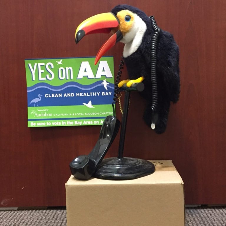 So many ways to speak out for birds!
