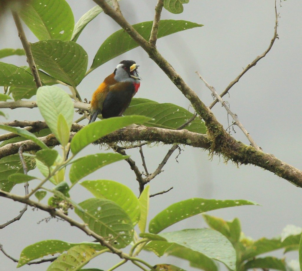 Toucan Barbet in Cercropia tree, by Krista Jordan