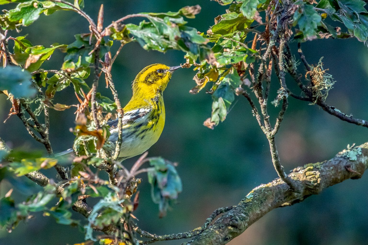 Creating Urban Bird Habitat Golden Gate Bird Alliance