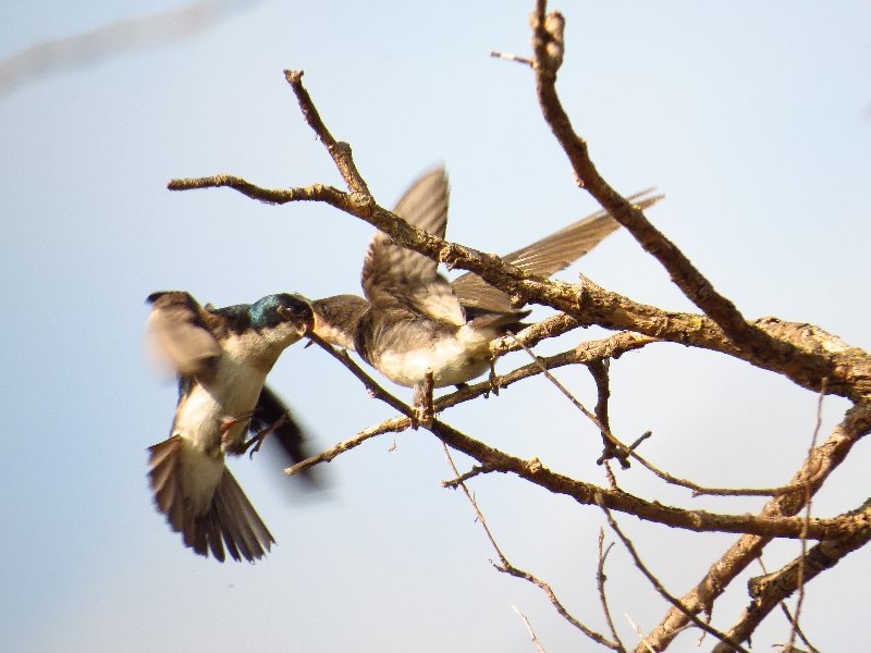 Tree Swallow feeding a juvenile / Photo by Pamela Llewellyn
