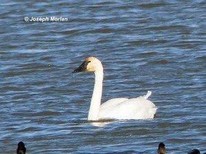 Trumpeter Swans at Lagoon Valley. Photo by Joseph Morlan, /http://fog.ccsf.edu/jmorlan