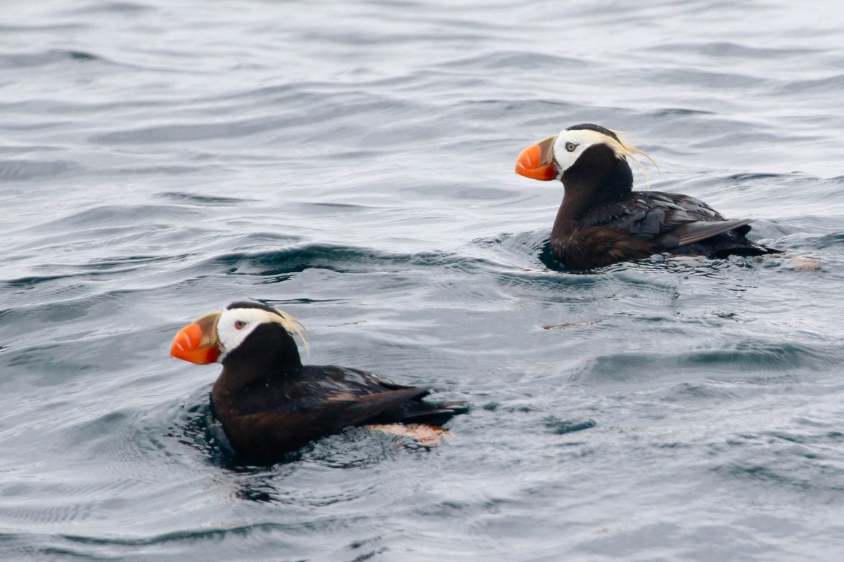 Tufted Puffins by Alvaro Jaramillo