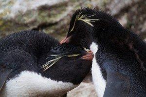 Rockhopper Penguins by Bob Lewis