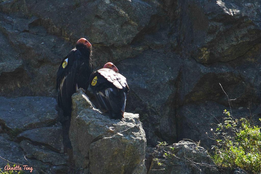 Male and female condors on the Birdathon trip / Photo by Annette Teng