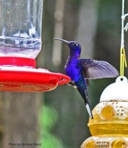 Violet Sabrewing / Photo by Michele Weisz