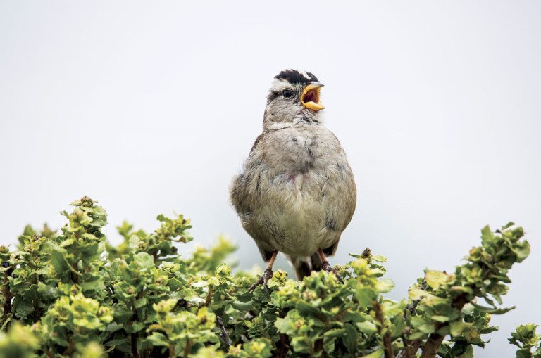 SF sparrows adapt their song to urban noise