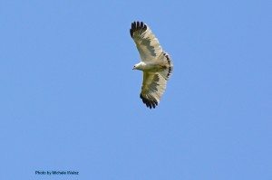 White Hawk / Photo by Michele Weisz