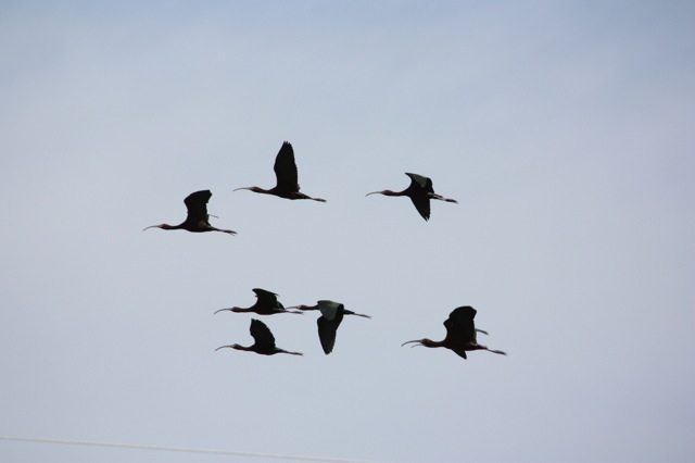 White-faced Ibis in flight by John Tysell