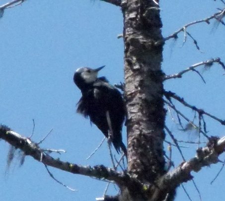 White-headed Woodpecker by Harry Fuller