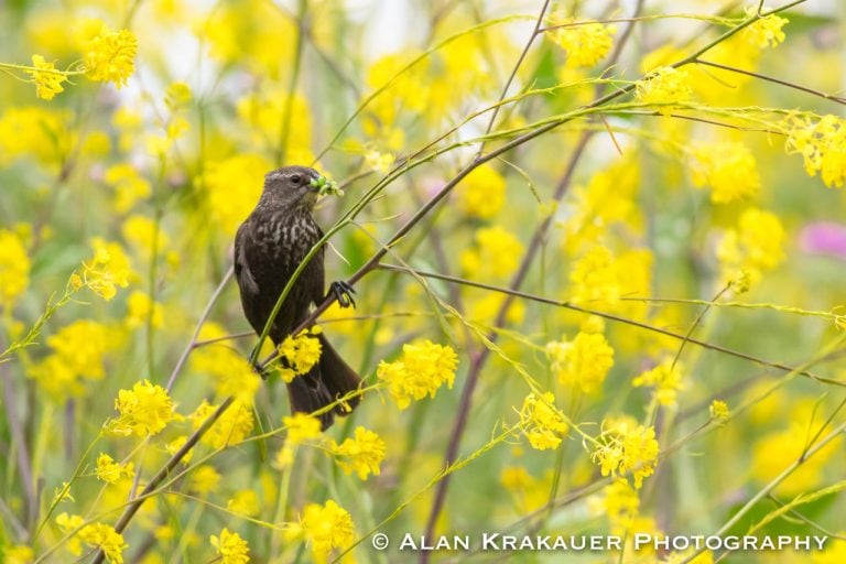 Now Is The Time To Garden For Birds