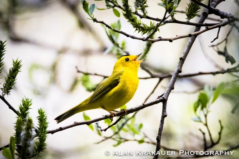When Birds Are More Than a Hobby