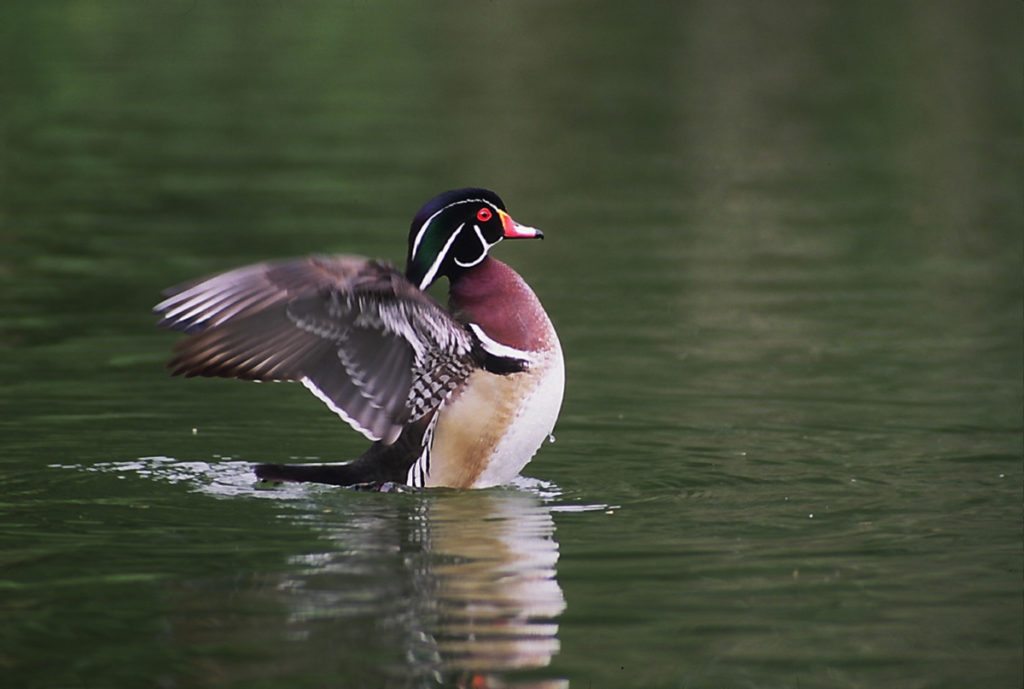 Male Wood Duck at Stow Lake / Photo by Alan Hopkins