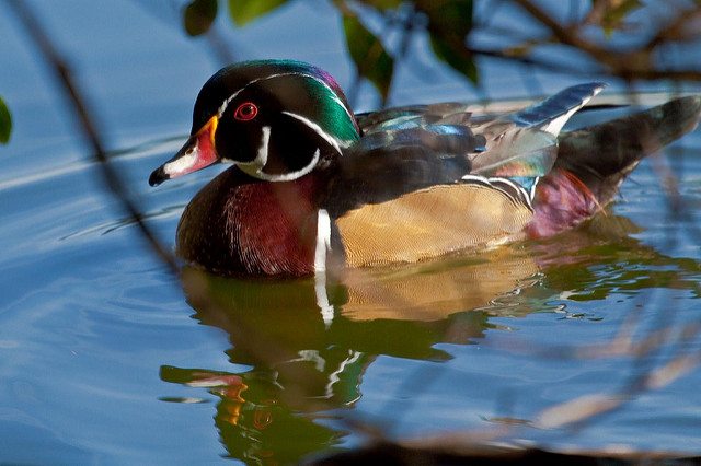 Male Wood Duck at Stow Lake / Photo by Ernest Gaudreau
