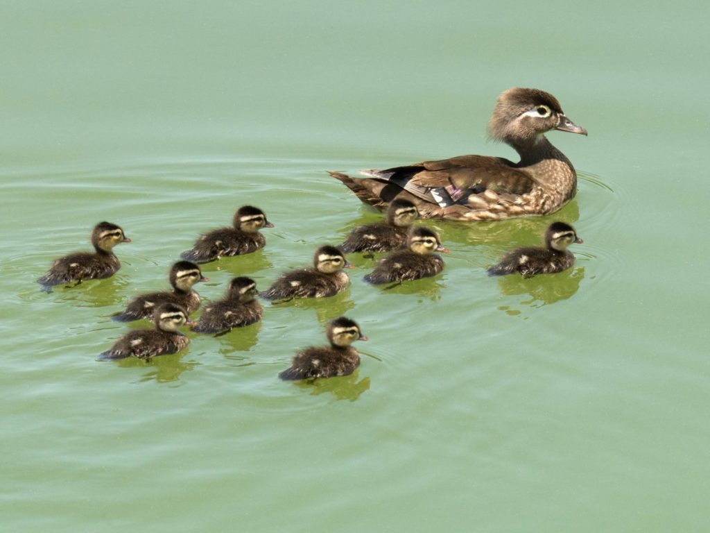 Female Wood Duck and ducklings at Niles Staging Area in Fremont / Photo by Roseanne Smith