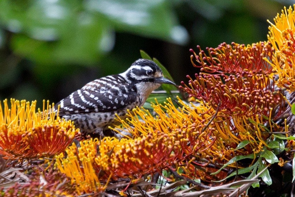 Nuttall's Woodpecker during Birdtahon 2015, by Dan Harris