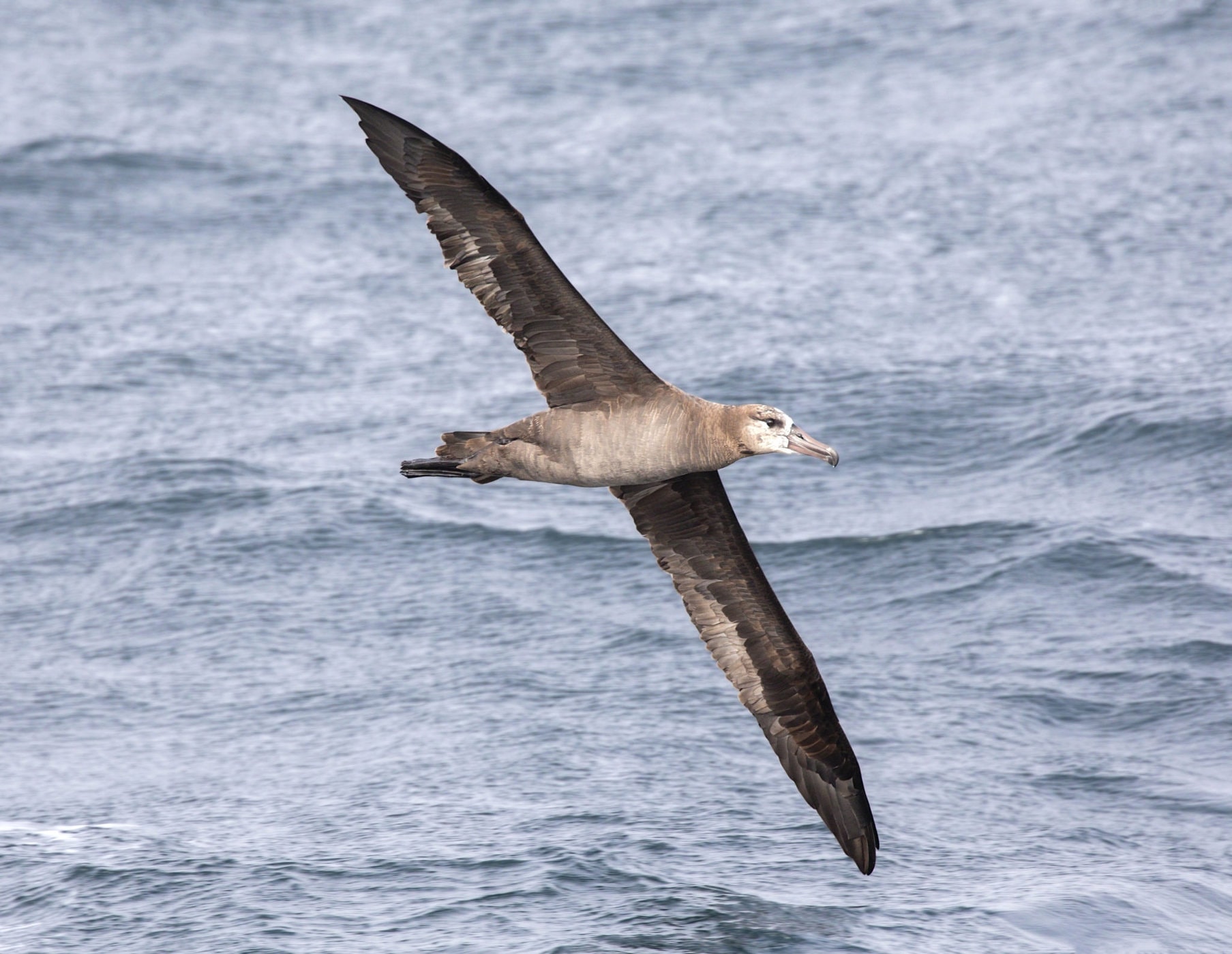 albatross - Golden Gate Bird Alliance