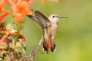 Allen's Hummingbird by Bob Lewis