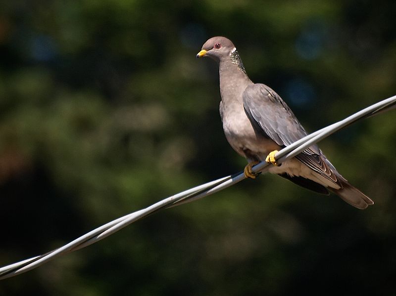 Band-Tailed Pigeon (Patagioenas fasciata) - Life History and Biology