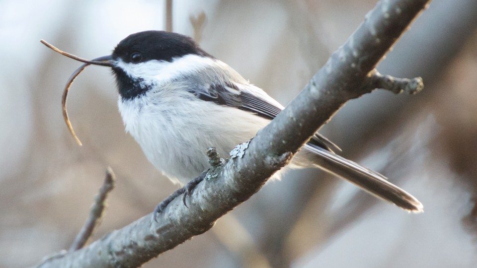Black-capped Chickadee in Alaska with deformed bill / Photo by Martin Renner