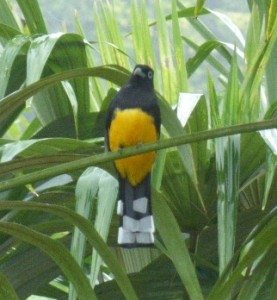 Black-headed Trogon / Photo by Carol Lombardi