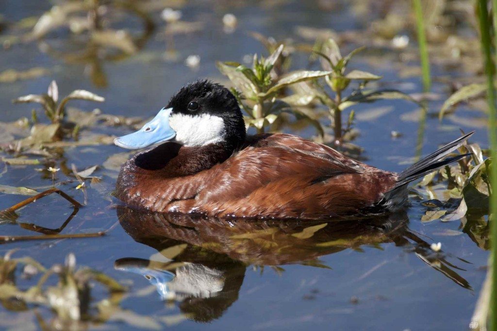 Ruddy Duck