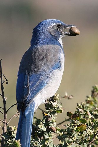 The Scrub-Jay formerly known as Western / Photo by Bob Lewis