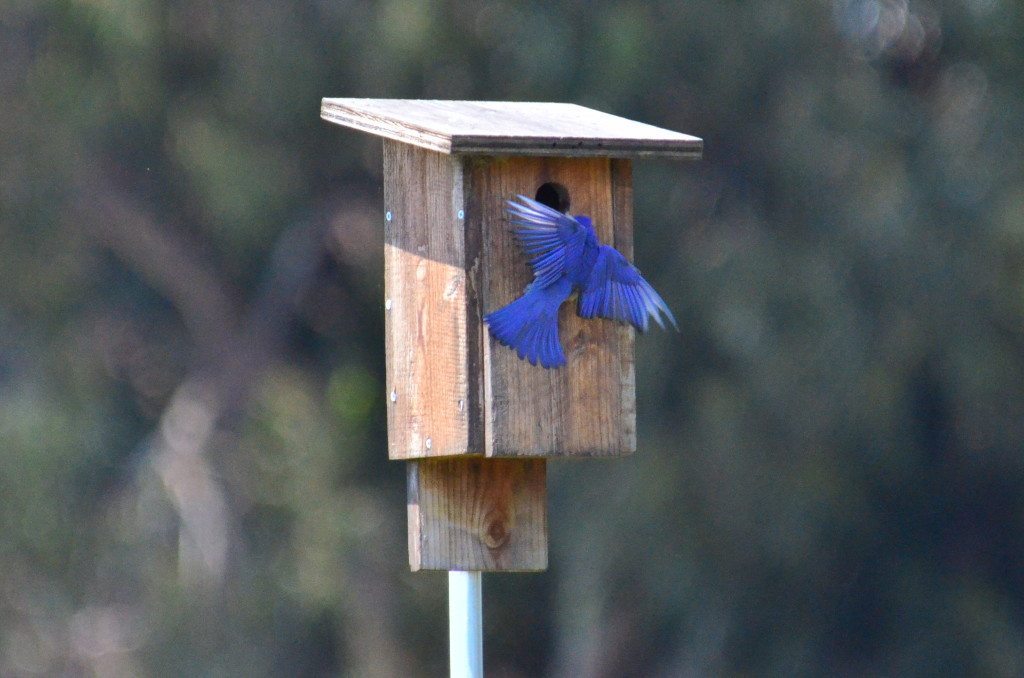 Western Bluebird at Lake Elementary nest box / Photo by Tom Bennett