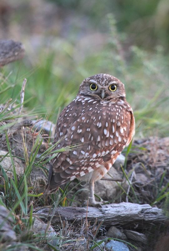 Burrowing Owls in San Jose