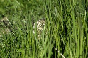 Burrowing Owl in March 2013 by Doug Donaldson