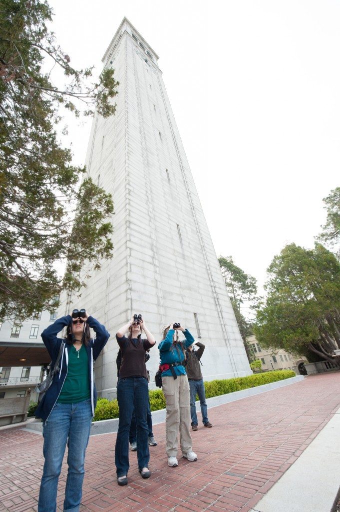 Birding by the Campanile / Photo by Peter Maiden