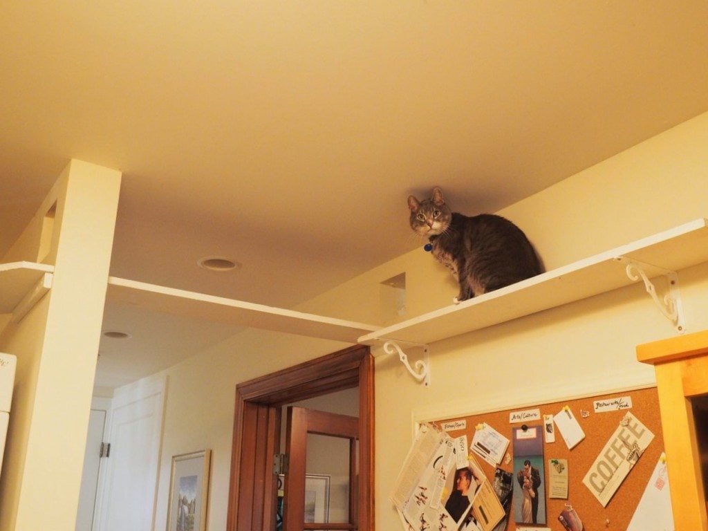 Chester on the indoor catwalk / Photo by Ilana DeBare