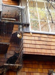 Totoro watching a chickadee / Photo by Ilana DeBare