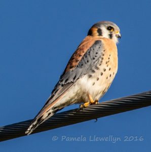 American Kestrel at San Pablo Reservoir by Pamela Llewellyn