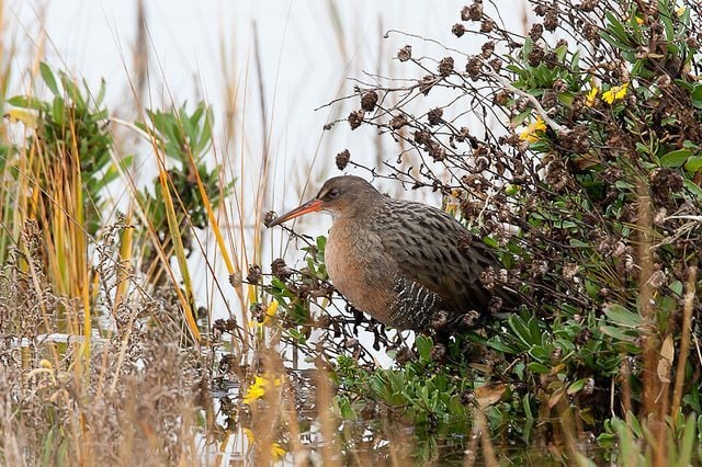 Obsoletus subspecies of Ridgway's Rail (formerly California Clapper Rail / Photo by Bob Lewis