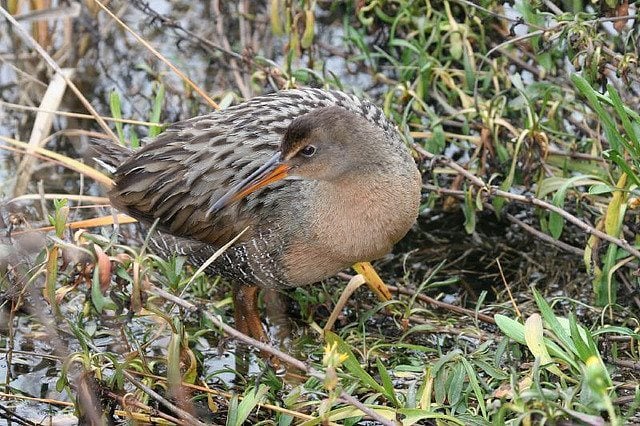 Farewell Clapper Rail, hello Ridgway’s Rail