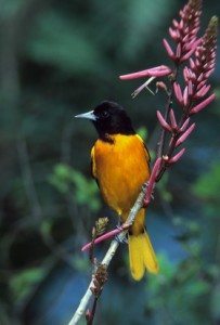 Baltimore Oriole, one of the many species that winter in shaded coffee farms / Photo by Ralph Wright